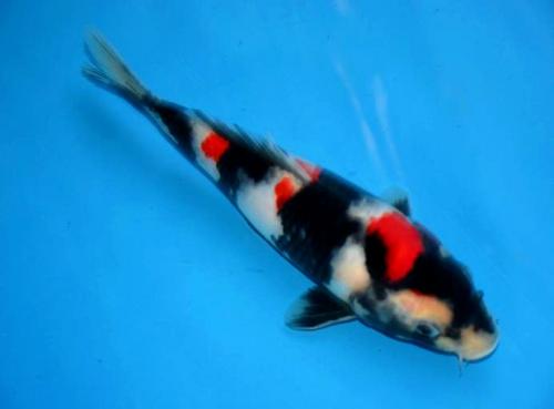 山本養魚場 / 昭和三色 24センチ 当歳 大日産